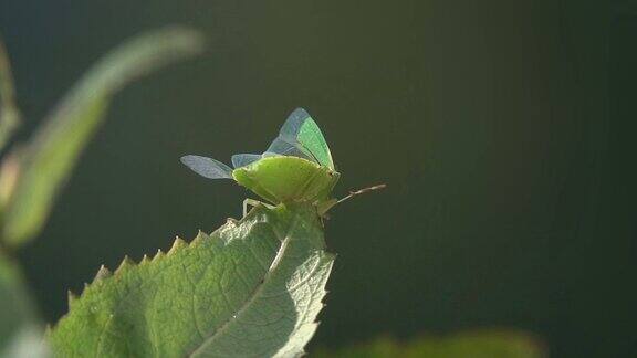绿色昆虫翅膀起飞慢动作