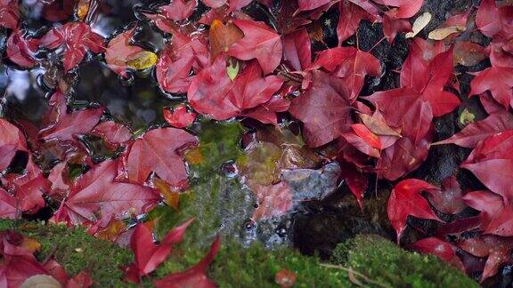 秋天的背景小池塘里红红的枫树叶子和美丽的阳光