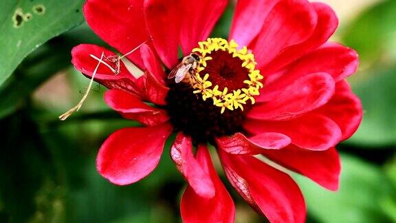 红色和黄色花朵上蜜蜂的特写