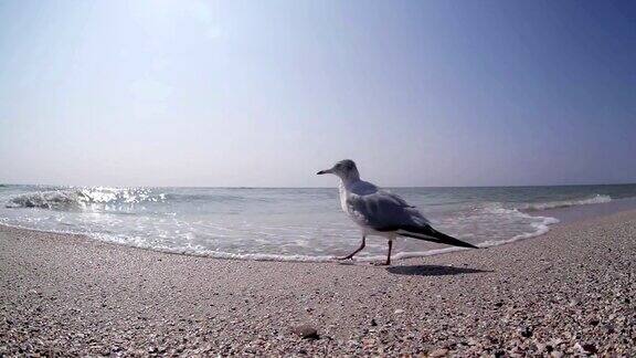 当海浪冲上海岸时小海鸥站在海滩上