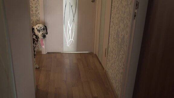 非常漂亮的斑点狗带着弓在公寓里走来走去