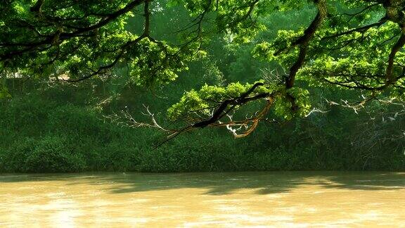 大树和河流背景