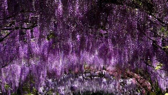 美丽的紫藤盛开在著名的Bardini花园在佛罗伦萨意大利