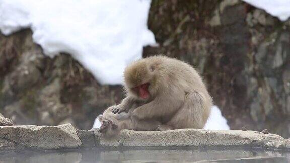 野生猴妈妈在温泉边给她的小猴梳洗