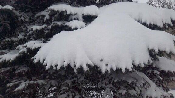 云杉白雪覆盖的分支降雪