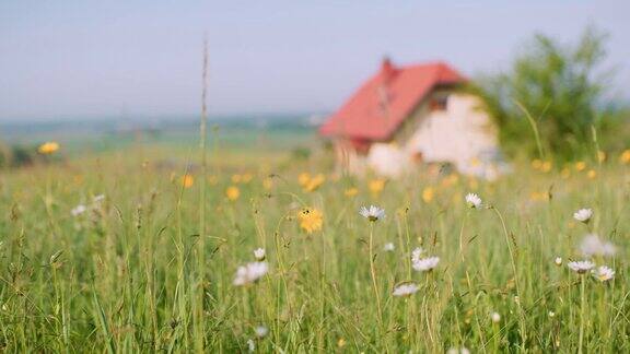 斯洛文尼亚田园诗般的、宁静的乡村田野上生长着鲜花