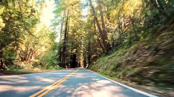 开车穿过加州的红杉林