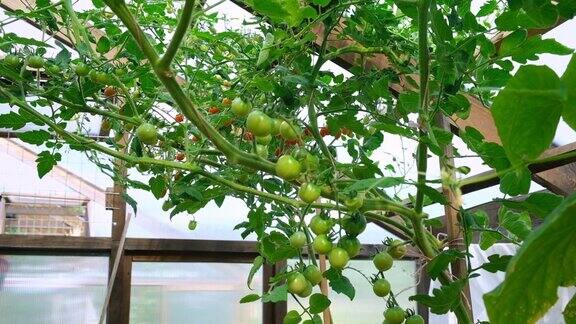 花园里绿色的未成熟番茄