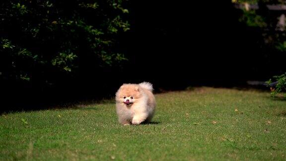 SLO-MO毛茸茸的博美犬快乐地奔跑