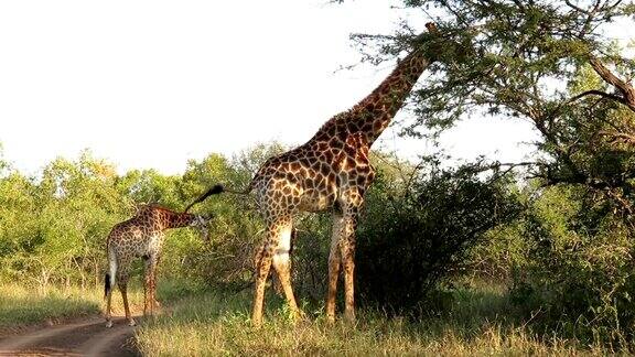 克鲁格野生动物保护区的长颈鹿在吃树叶