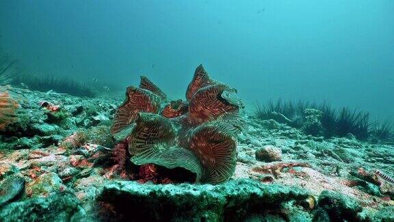 泰国海底的巨型蛤蜊