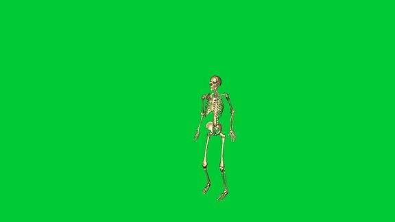 三维动画的骨骼跳跃垂直-分离在绿色屏幕