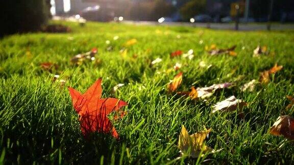 秋天的城市公园里一片落叶