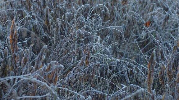 在寒冷的早晨被霜霜覆盖的草地植物和草