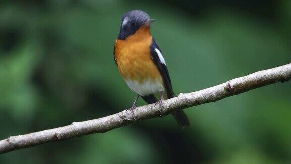 在沙巴婆罗洲发现的树枝上的一种迁徙鸟(慕吉迈基捕蝇鸟)