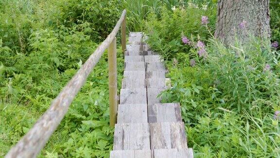 森林沼泽上的木制小楼梯