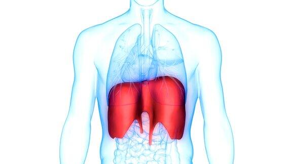 人体呼吸系统隔膜解剖学