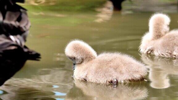 小黑天鹅在湖里游泳可爱的毛茸茸的小天鹅在水面上漂浮4k镜头慢镜头
