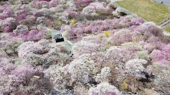 淘金留下了数千棵五彩缤纷的梅花树