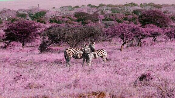 南非粉红色大草原上的斑马美丽的动物与粉红色的背景粉红色森林动物和野生动物