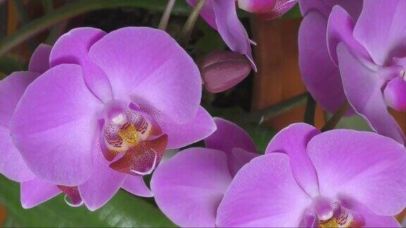 蝴蝶兰属花(拉丁语蝴蝶兰(Phalaenopsis)或Orchid(拉丁语兰花科)淡紫色