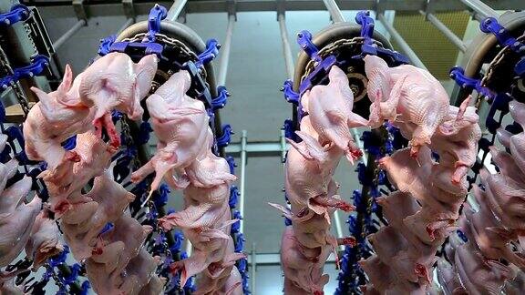 家禽养殖场的鸡肉加工生产线鸡肉生产线食品加工工厂食品行业食品工厂