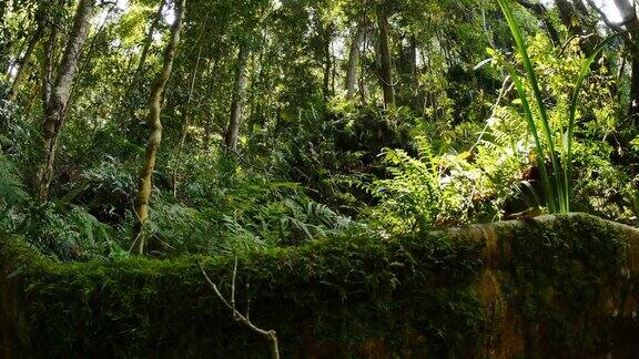 多莉拍摄野生天然无花果树扶壁根雨林环境