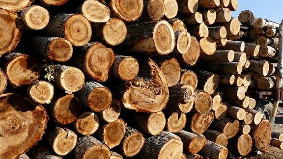 砍伐杨树砍伐杨树做木材木材贸易建筑用杨木