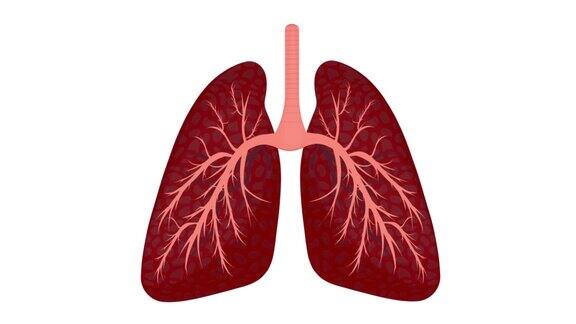 人肺的动画内部的卡通