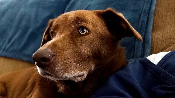 好奇的棕色狗坐在沙发上看相机