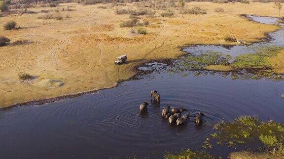 在博茨瓦纳的奥卡万戈三角洲游客在一辆4x4越野车上鸟瞰一群带着小象在河里饮水的大象