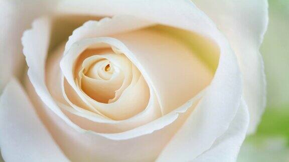 美丽的白玫瑰盛开的电影蒙太奇
