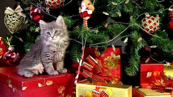 可爱的小猫在圣诞树下