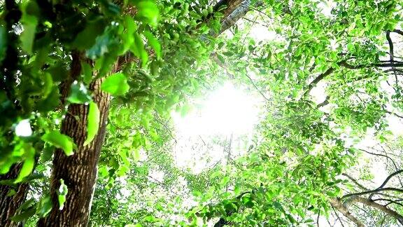 美丽的阳光耀斑在热带雨林丛林树冠阳光透过树木