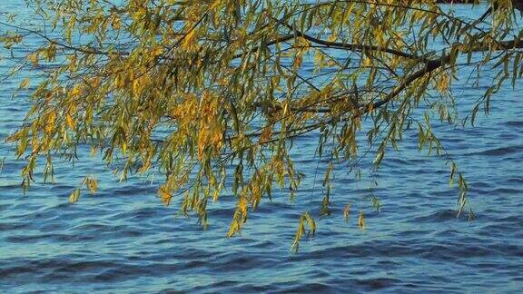河边的柳树