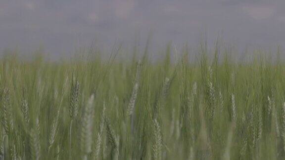 在麦田里麦穗在下雨时特写滴落在麦穗上现代农业未分级宏视频ProRes422未分级C-LOG310位