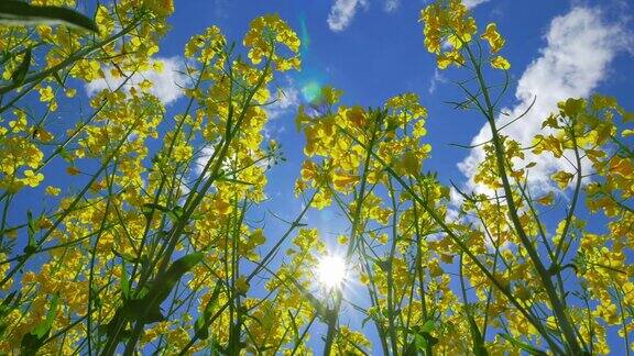 油菜花和太阳从下面看