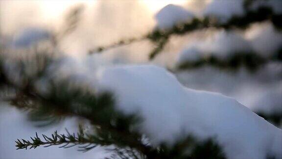 树枝上覆盖着雪b卷