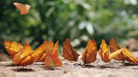 一群蝴蝶在森林的地面上水坑蝴蝶成群地吃矿物质