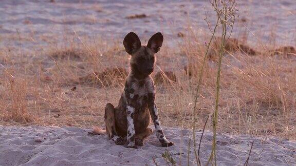 在博茨瓦纳的奥卡万戈三角洲一只非洲野狗小狗坐在地上四处张望