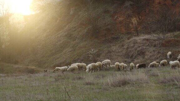 一群绵羊和山羊在山上放牧的视频