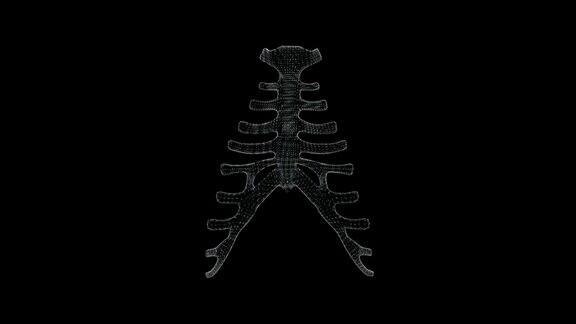 3d画面显示人体的胸骨和肋骨结构骨环