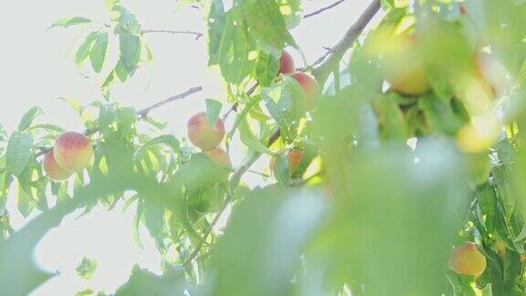 新鲜、成熟的桃子挂在阳光明媚的田园诗般的树上慢镜头