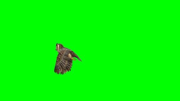 猫头鹰起飞屏幕(可循环)