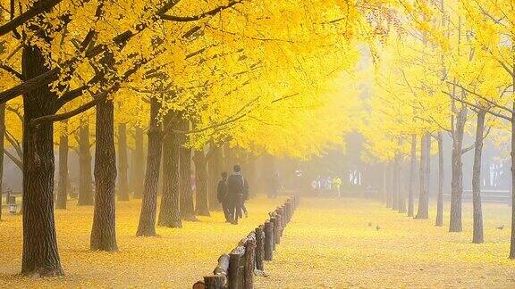 韩国首尔奈美岛的秋日落叶