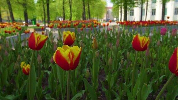 色彩鲜明的城市公园在城市的背景上有许多盛开的郁金香郁金香展览这个领域