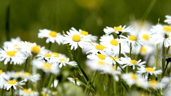 白色的小雏菊在春天开花