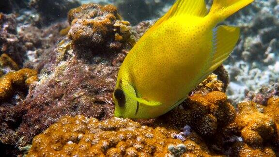 水下视频浮潜或潜水的海洋珊瑚蓝色斑点棘足