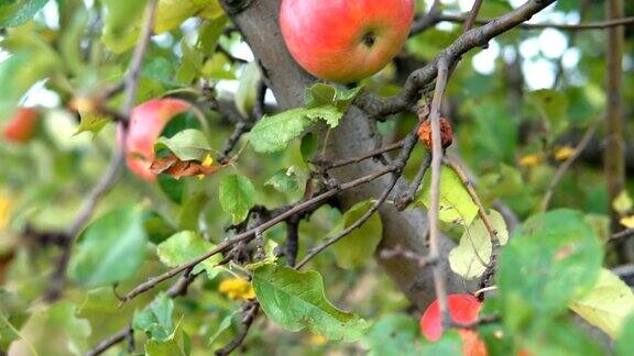 有机苹果树有机苹果园红苹果挂在树上