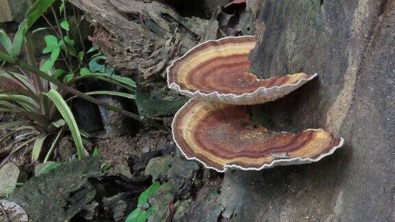 老木头上的蘑菇